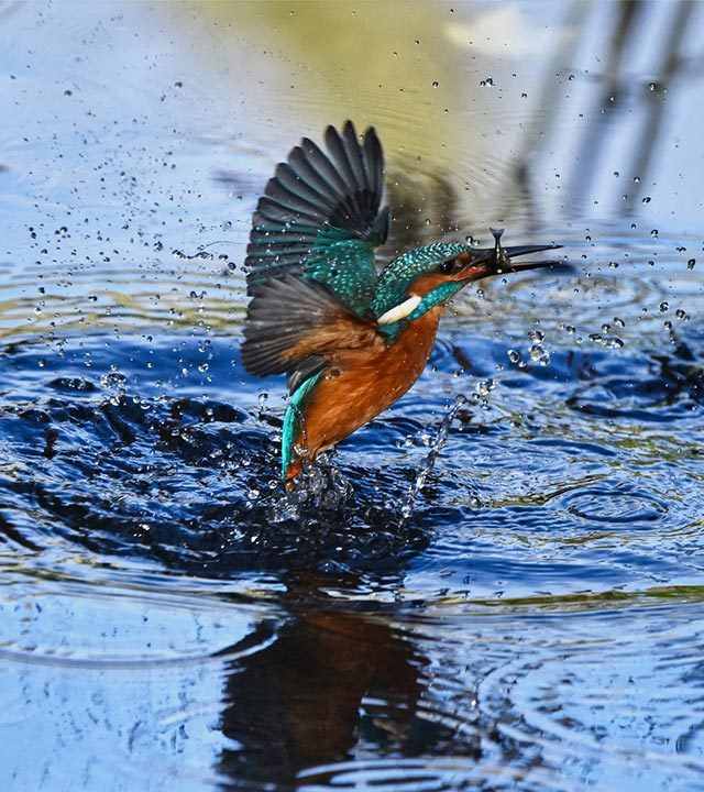 Kingfisher Freedom